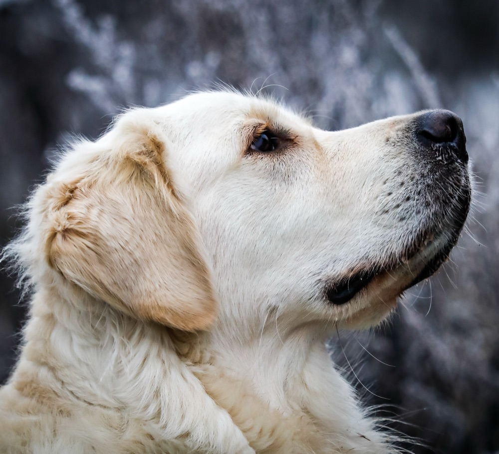 Retrato de un golden retriever de perfil sobre un fondo desenfocado