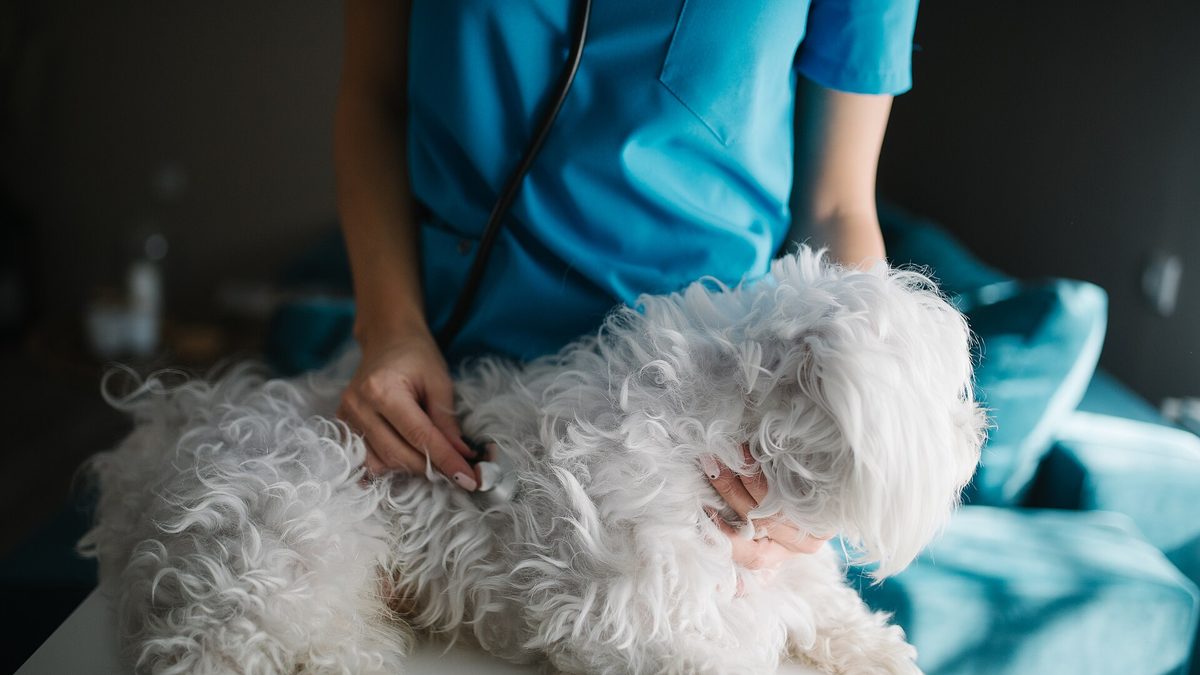 Una veterinaria ausculta con un estetoscopio a un perro maltés blanco sobre la mesa de la consulta