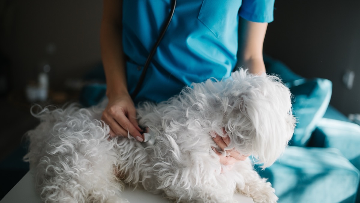 Veterinaria auscultando con un fonendoscopio a un perro pequeño de pelo blanco en la consulta