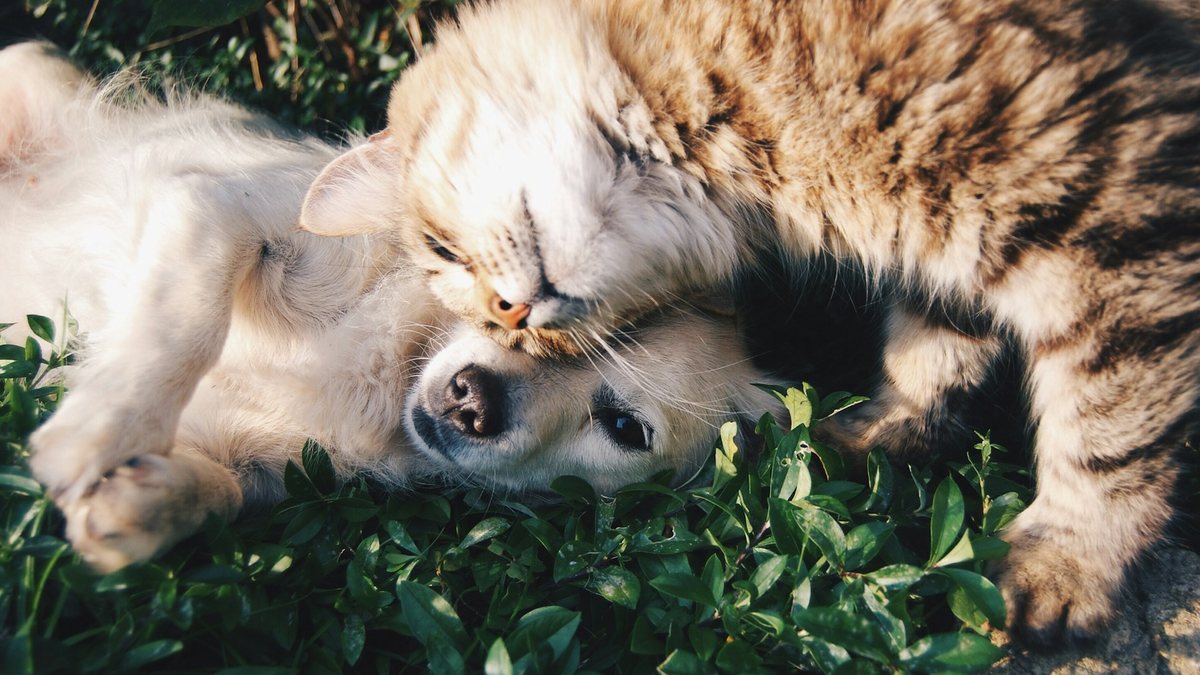 Un cachorro blanco y un gato atigrado descansan juntos sobre la hierba