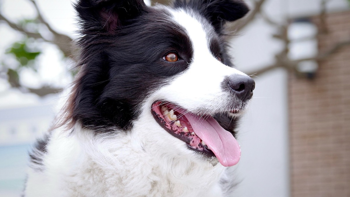 Border collie atento al aire libre