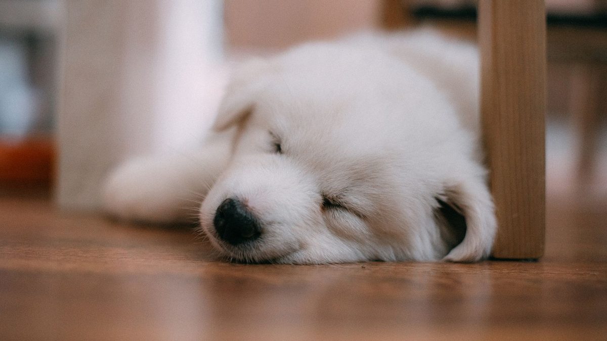 Cachorro blanco durmiendo sobre el suelo de madera de una casa