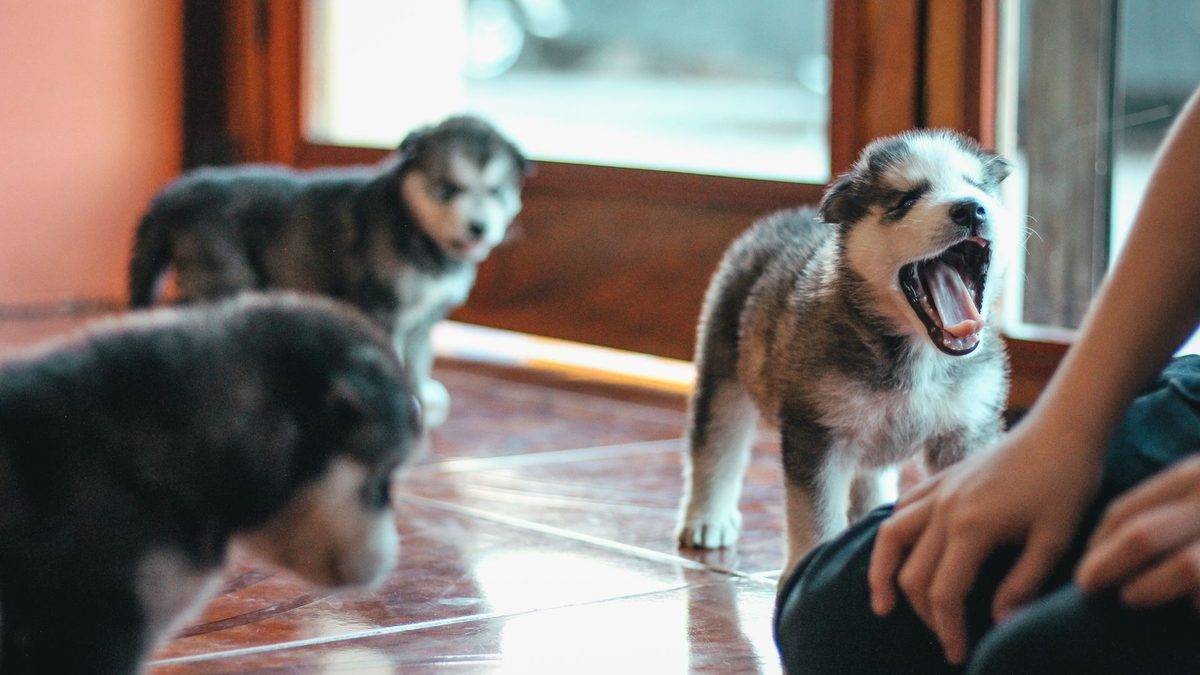 Cachorro de husky con la boca muy abierta en el suelo de una casa, junto a otros dos cachorros