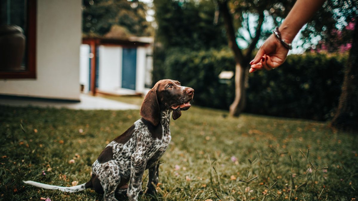 Cachorro sentado en un jardín mirando atento la mano que le ofrece un premio