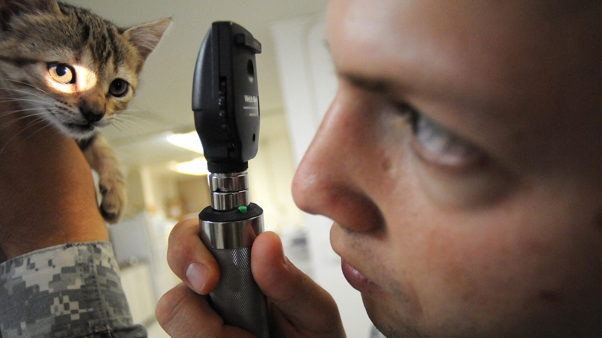 Un veterinario revisa el ojo de un gatito con un oftalmoscopio durante una revisión