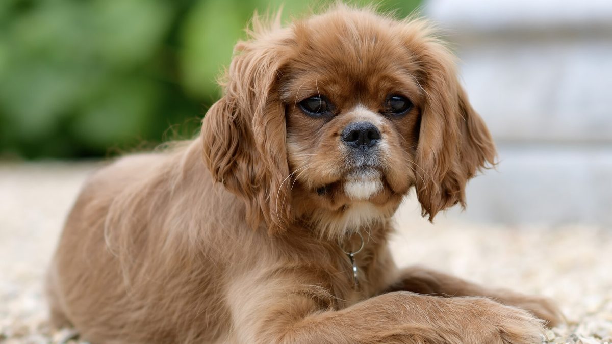 Un cachorro de Cavalier King Charles spaniel de color ruby tumbado sobre grava y mirando a la cámara