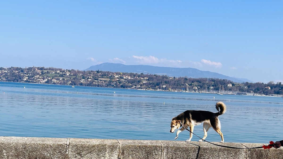 Perro paseando junto a un lago