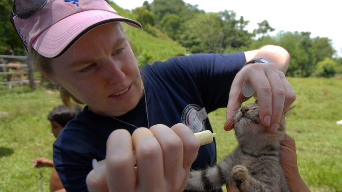 Una veterinaria administra un antiparasitario oral a un gatito con una jeringa