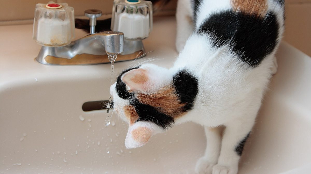 Una gata blanca, negra y naranja bebe agua del grifo de un lavabo