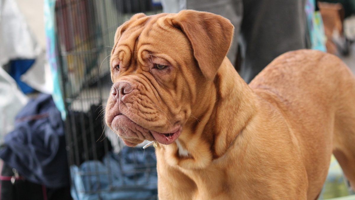Dogo de Burdeos adulto de color leonado, la misma raza que Hulk, el perro de Messi