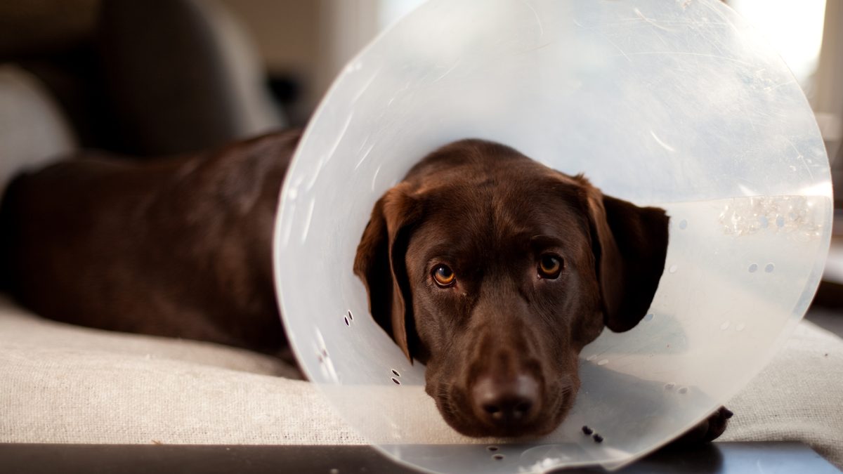 Perro tumbado con collar isabelino durante la recuperación de una cirugía