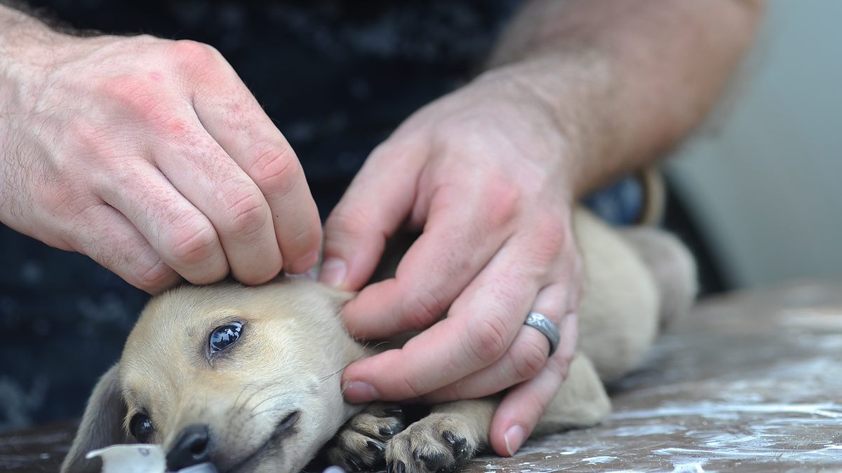 Manos examinando el pelaje y las orejas de un cachorro en busca de garrapatas