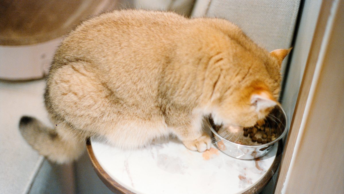 Gato dorado comiendo pienso de un cuenco metálico