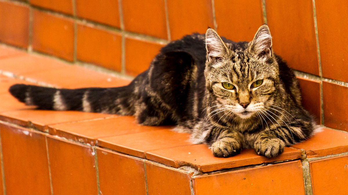 Un gato atigrado mayor tumbado sobre un escalón de azulejos naranjas