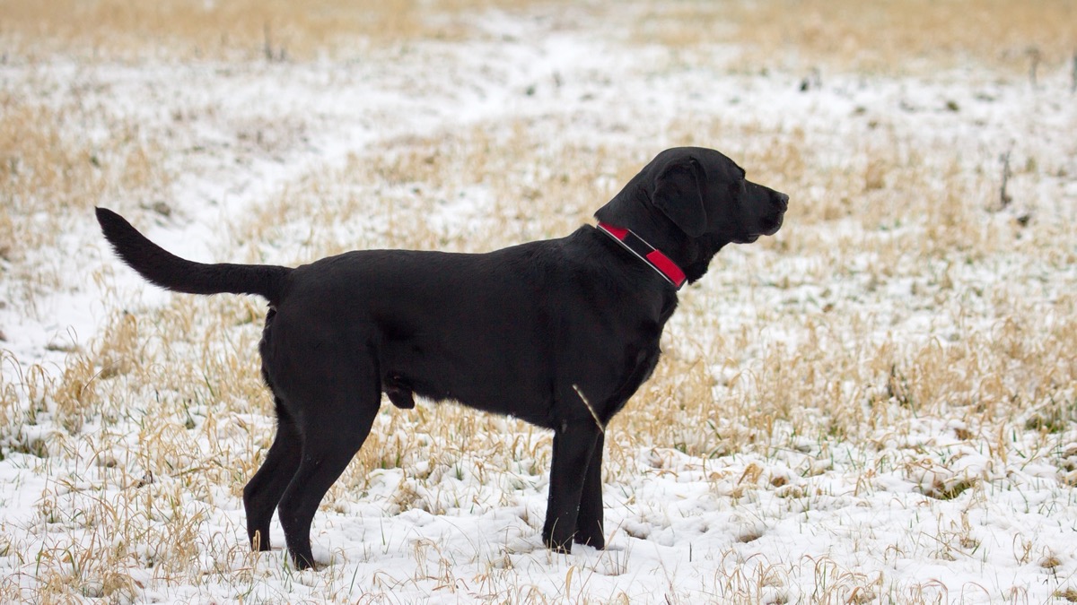 Labrador Retriever negro adulto de pie en un campo