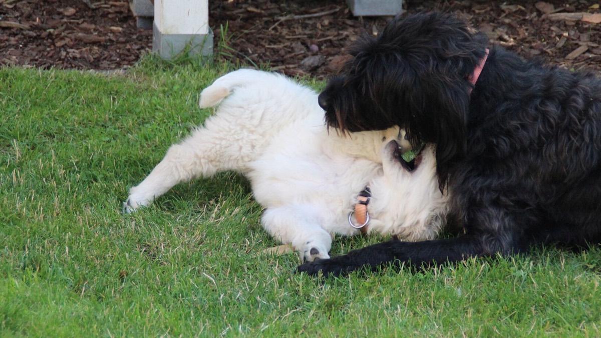 Perro descansando al aire libre