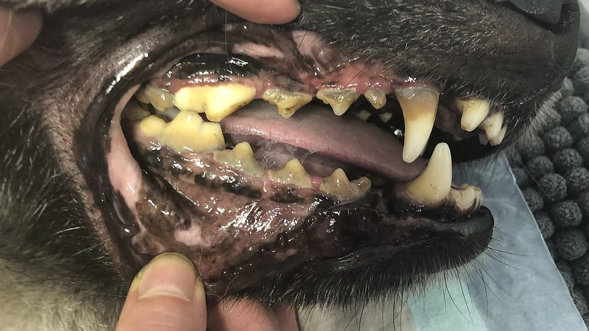 Boca de un perro con sarro y encías inflamadas