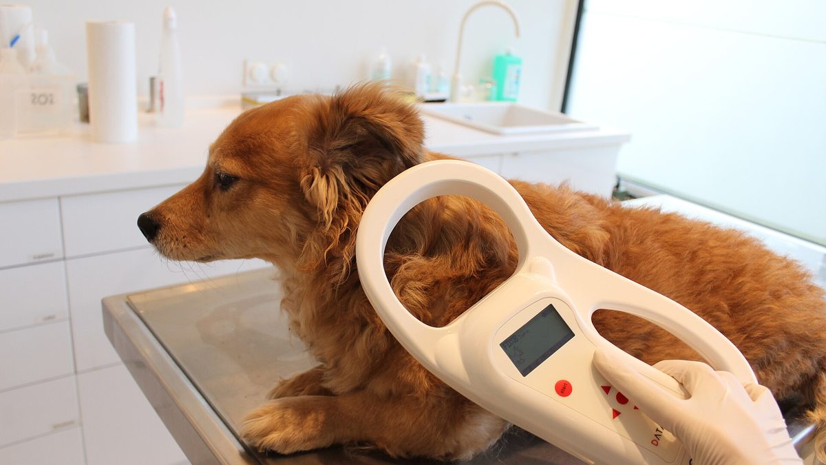 Una persona con guantes pasa un lector de microchip sobre un perro de pelo rojizo en una consulta veterinaria