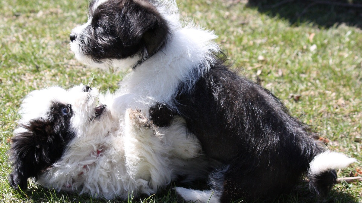 Dos cachorros jugando sobre el césped