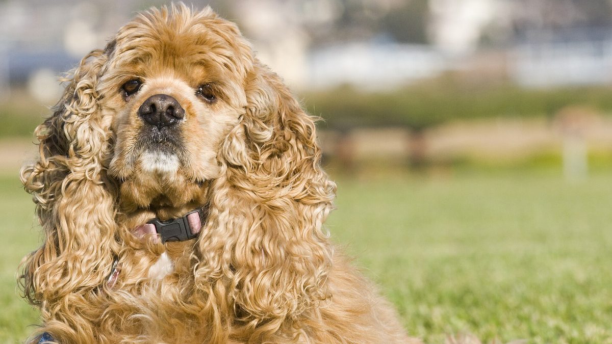 Un cocker spaniel de pelo dorado y orejas largas y rizadas sentado sobre el césped