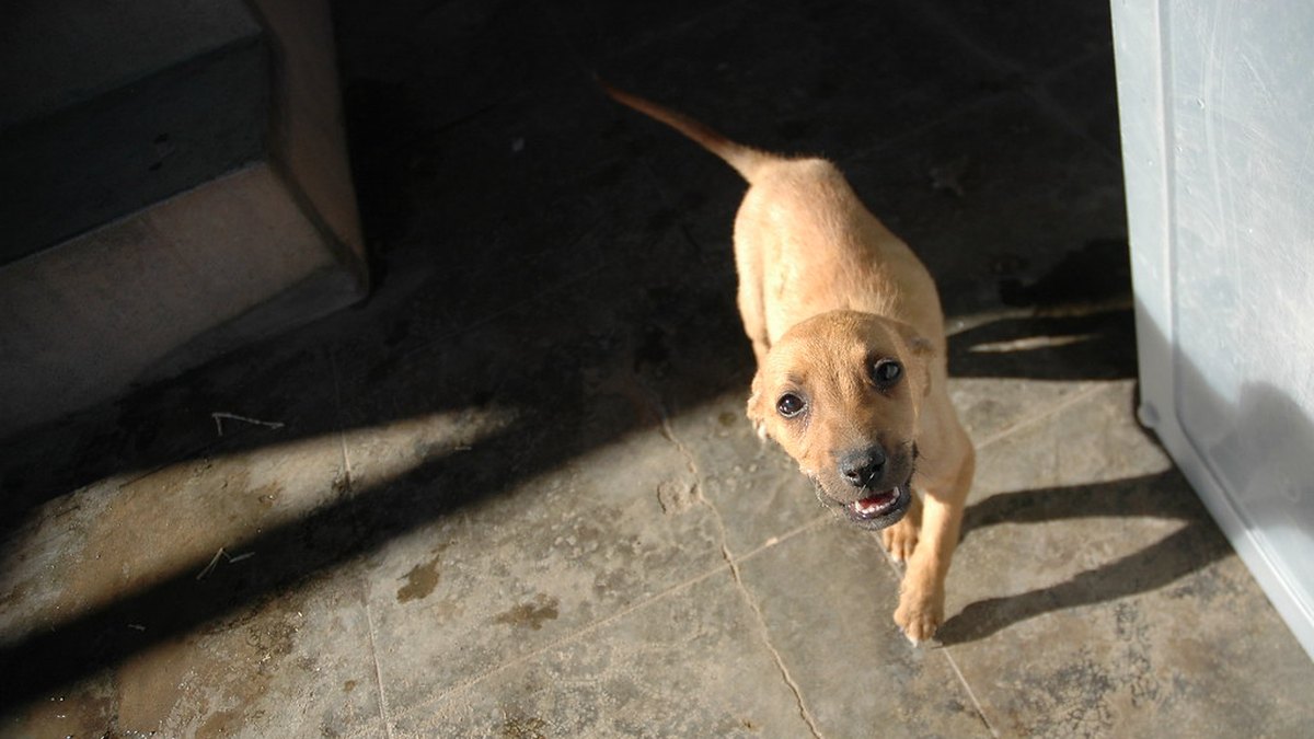 Cachorro mirando a cámara en el suelo