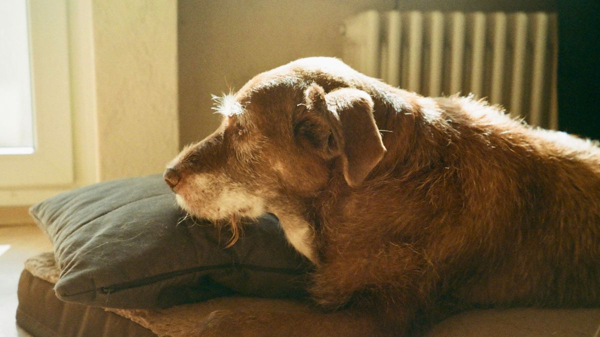 Perra mayor descansando tranquila sobre un cojín en casa