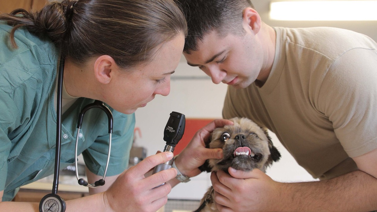 Veterinaria examinando a un perro en consulta