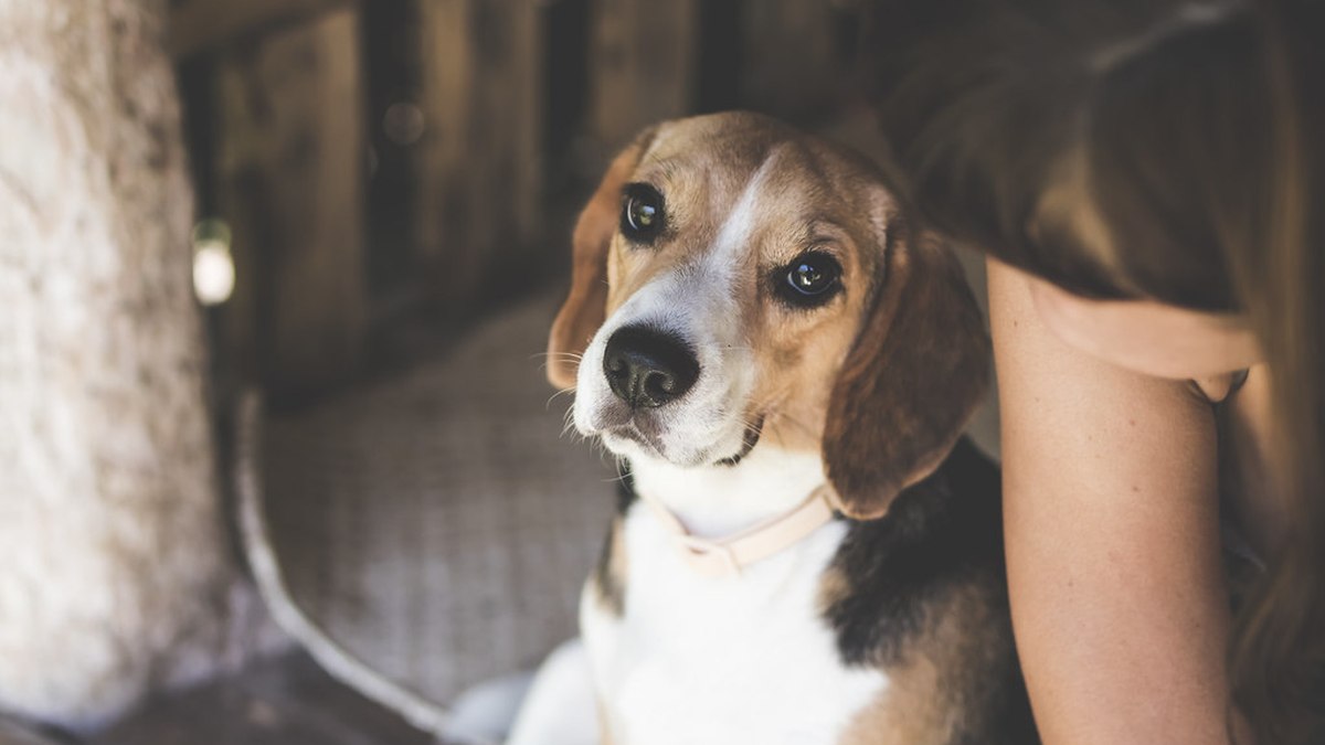 Una joven abraza a su beagle al aire libre