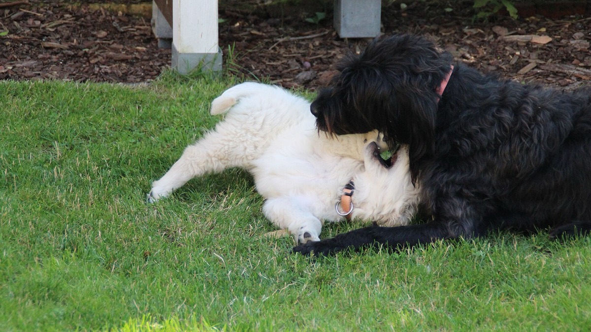 Dos perros jugando sobre el césped