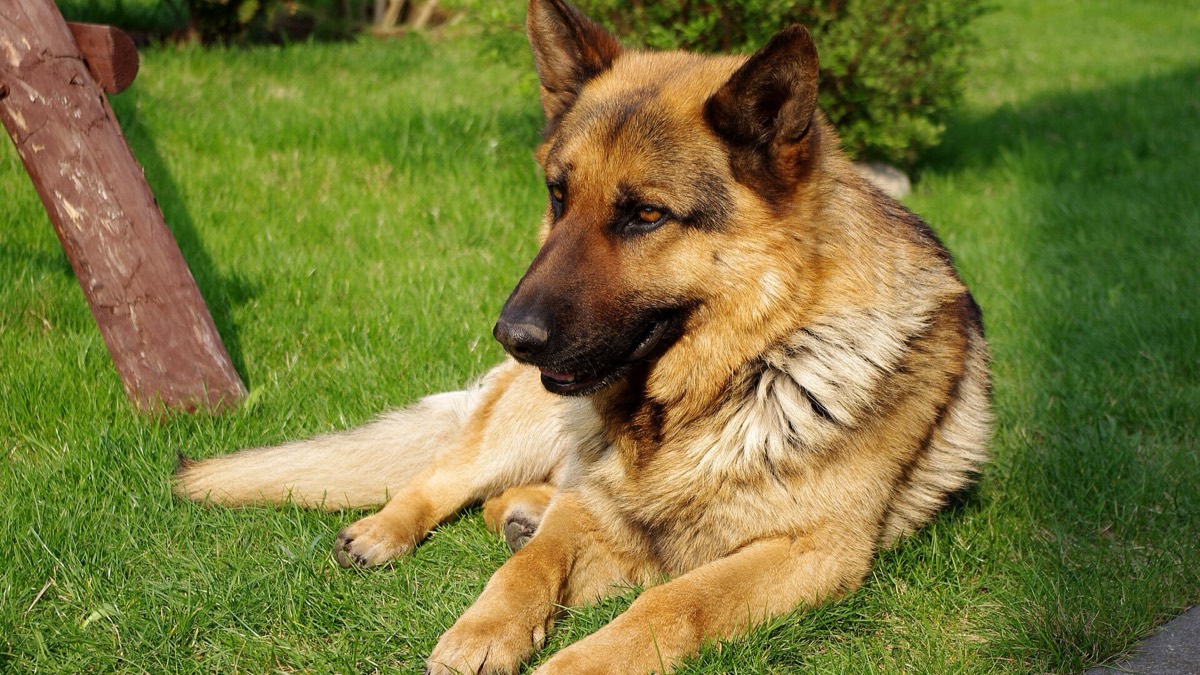 Perro de raza grande tumbado en la hierba