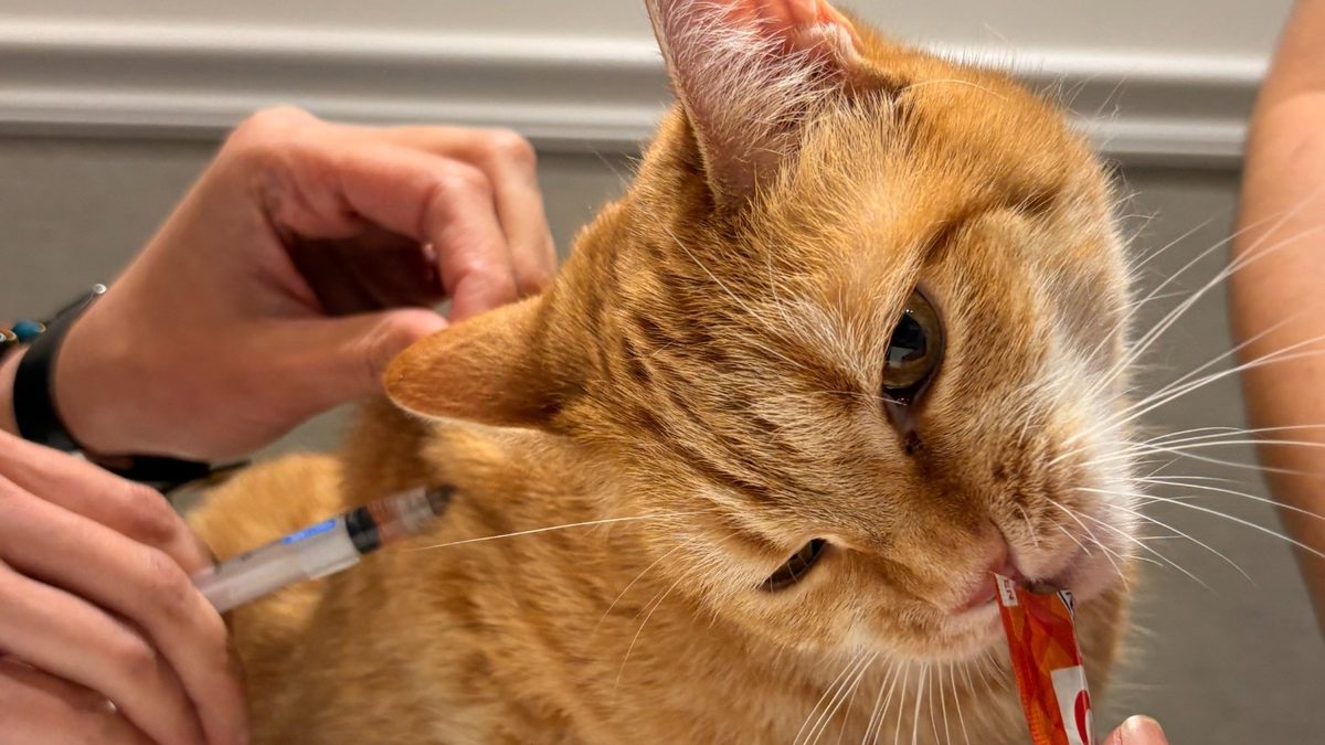 Gato naranja en la clínica veterinaria recibiendo una inyección