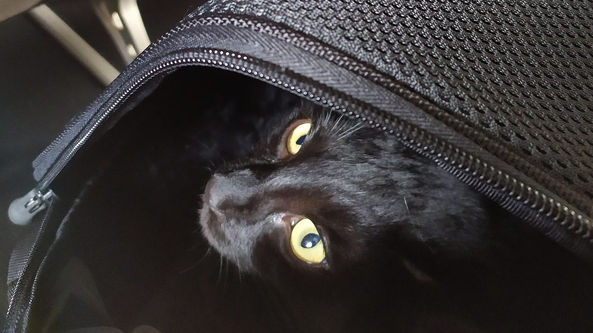 Un gato negro asoma desde el interior de un transportín de tela, bajo un asiento de avión